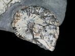 Discoscaphites & Sphenodiscus Ammonites #6121-6